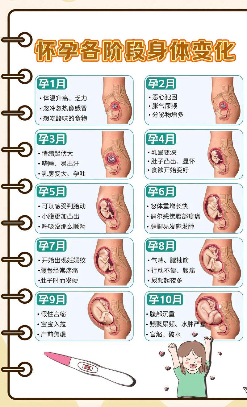 揭秘供卵代孕妈妈怀孕小腹分两节，孕期变化的奥秘彭水代生机构:
